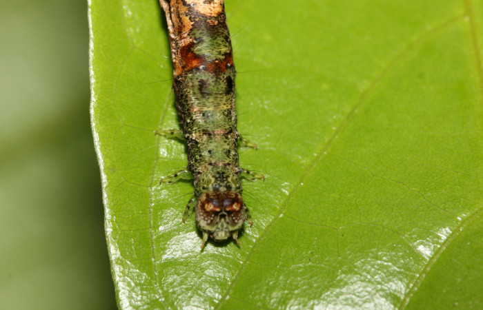 Figura 5. Detalle de cabeza, <i>Hemeroblemma ochrolinea</i> (Erebidae).18-SRNP-27323-DHJ731803.