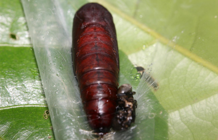 Figura 10. Pupa dorsal, <i>Hemeroblemma ochrolinea</i> (Erebidae).18-SRNP-27424-DHJ731925.     