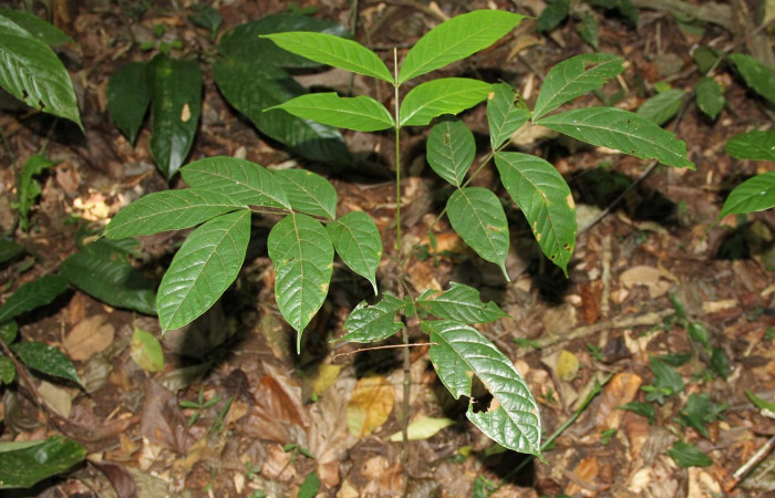 Fig 1. Planta hospedera donde se alimenta <i>Hemeroblemma ochrolinea</i> (Erebidae) Tachigali costaricense (Fabaceae).