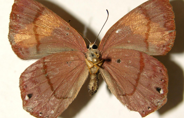 Figura 15. Posición ventral del adulto, <i>Euselasia rhodongyne</i> de la familia (Ridinidae). Voucher, 03-SRNP-11640- DHJ91951.