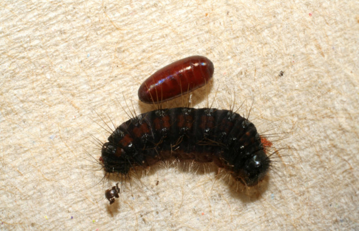 Figura 8. Pupario de parásito de la familia Tachinidae, junto a restos de la Larva <i>Euselasia rhodongyne</i> de La familia (Riodinidae) Voucher, 07-SRNP-42208-DHJ427939.