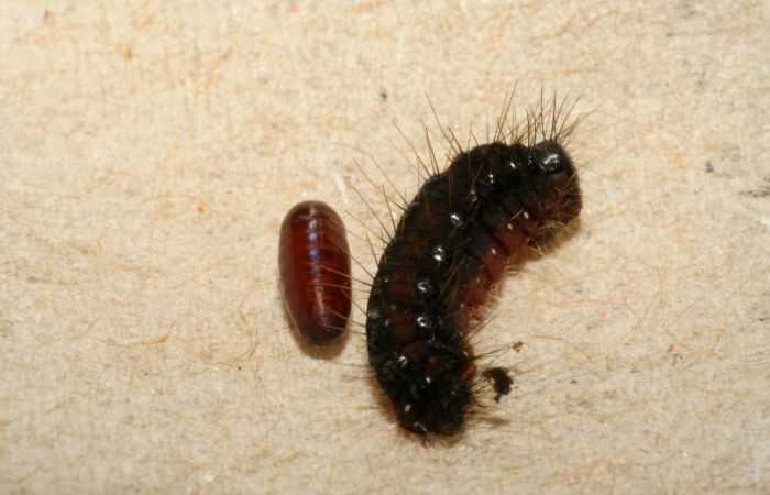 Figura 9. Pupario de parásito junto a restos de larva <i>Euselasia rhodongyne</i> de la familia (Ridinidae) Voucher, 07-SRNP-42208-DHJ427940.