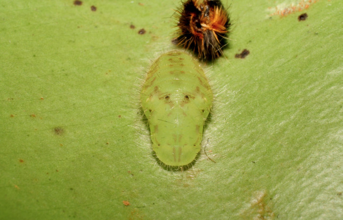 Figura 10. Pupa de <i>Euselasia rhodongyne</i> de la familia (Ridinidae) Voucher, 07-SRNP-42252- DHJ433750.
