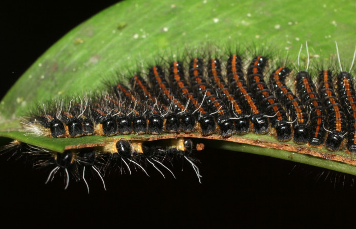 Figura 2. Cabezas de  larvas <i>Euselasia rhodongyne</i> de La familia (Riodinidae). Voucher, 17-SRNP-1638-DHJ704642.