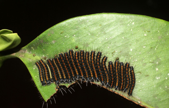 Figura 3. Posición  dorsal de larvas <i>Euselasia rhodongyne</i> de la familia (Riodinidae). Voucher, 17-SRNP-1638-DHJ704643.