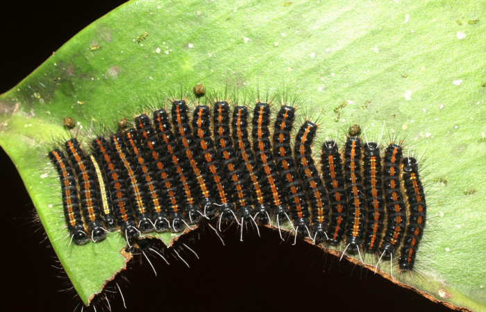 Figura 1. Grupo de las larvas <i>Euselasia rhodongyne</i> de la familia (Riodinidae). Voucher 17-SRNP-1638-DHJ704646.