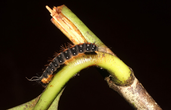 Figura 4. Lateral de la larva <i>Euselasia rhodongyne</i> de la familia (Riodinidae) Voucher,17-SRNP-1638-DHJ704651.