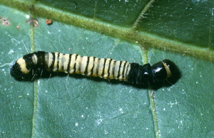 Figura 7. Detalle dorsal en último estadío de <i>Stenoma fenestra</i>, (Depressaridae). 04-SRNP-33582-DHJ84804.
