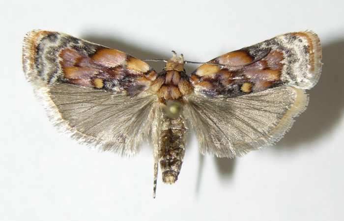 Figura 13. Dorsal de <i>Stenoma fenestra</i> (Depressaridae). 04-SRNP-33584-DHJ340326.