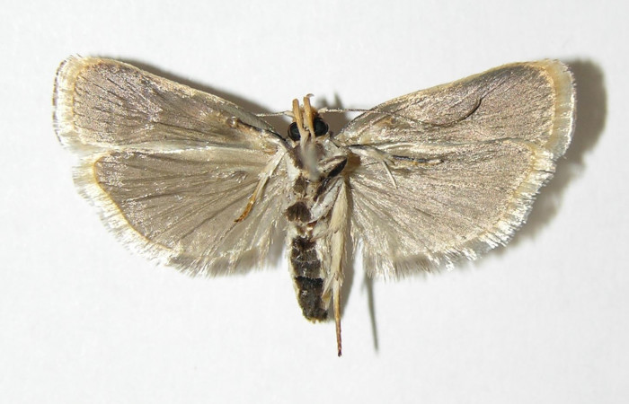 Figura 14. Ventral de <i>Stenoma fenestra</i> (Depressaridae). 04-SRNP-33584-DHJ340327.