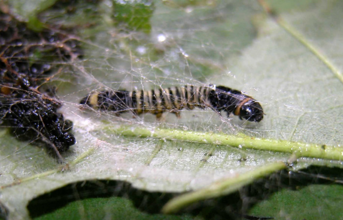 Figura 4. Detalle de refugio en un estadío mayor, <i>Stenoma fenestra</i> (Depressaridae). 04-SRNP-56089-DHJ402172.     