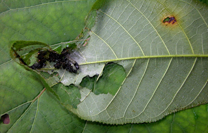 Figura 2. Detalle de refugio y protección, <i>Stenoma fenestra</i> (Depressaridae) en sus primeros estadíos. 04-SRNP-56089-DHJ402176.