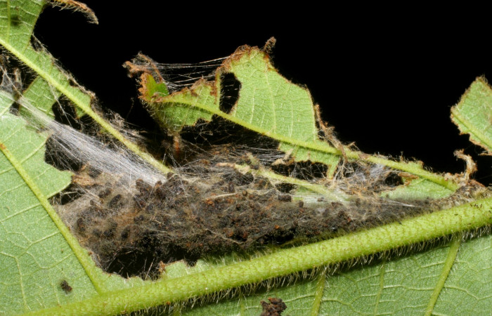 Figura 8. Detalle de habitad , <i>Stenoma fenestra</i>, (Depressaridae). 09-SRNP-161-DHJ45018.