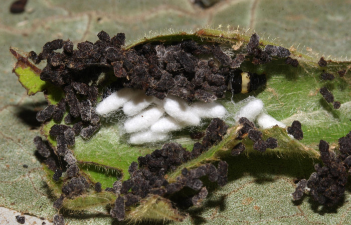 Figura 10. Detalle de capullos de parásitos <i>Apanteles gerardosandoval</i>, <i>Stenoma fenestra</i> (Depressaridae). 17-SRNP-32512-DHJ740903.