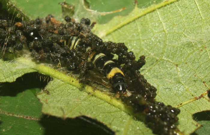 Figura 3. Detalle de refugio y protección, <i>Stenoma fenestra</i> (Depressaridae) en sus primeros estadíos. 18-SRNP-71304-DHJ742564.