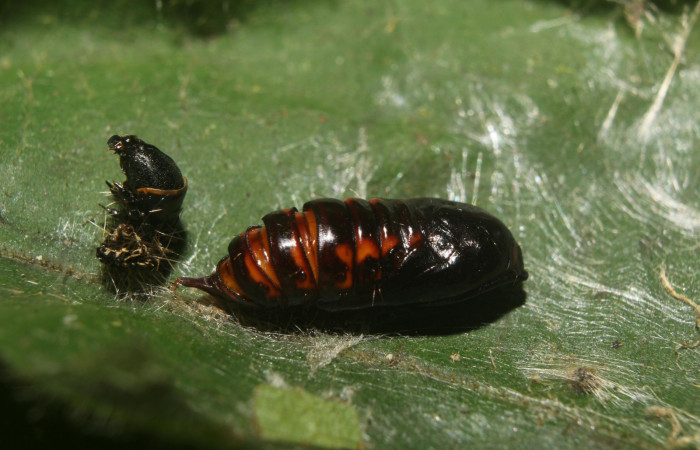 Figura 11. Pupa de <i>Stenoma fenestra</i> (Depressaridae). 18-SRNP-71304-DHJ742657.
