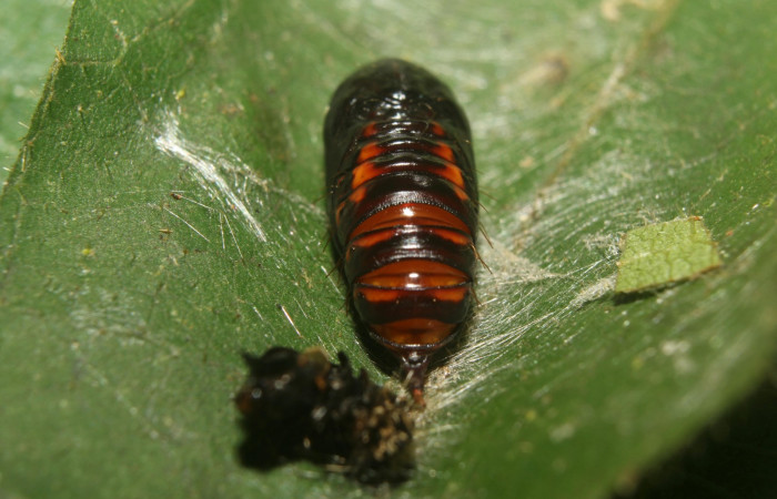 Figura 12. Dorsal de <i>Stenoma fenestra</i> (Depressaridae). 18-SRNP-71304-DHJ742658.