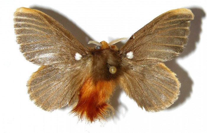 Figura 10. Macho de <i>Megalopyge hina</i> (Megalopygidae) vista dorsal. Voucher 04-SRNP-35307-DHJ329546.jpg.