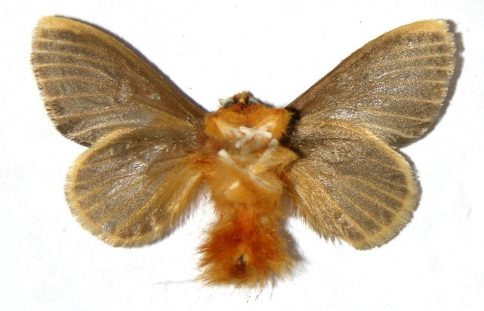 Figura 11. Macho de <i>Megalopyge hina</i> (Megalopygidae) vista ventral. Voucher 04-SRNP-35438-DHJ329545.jpg.