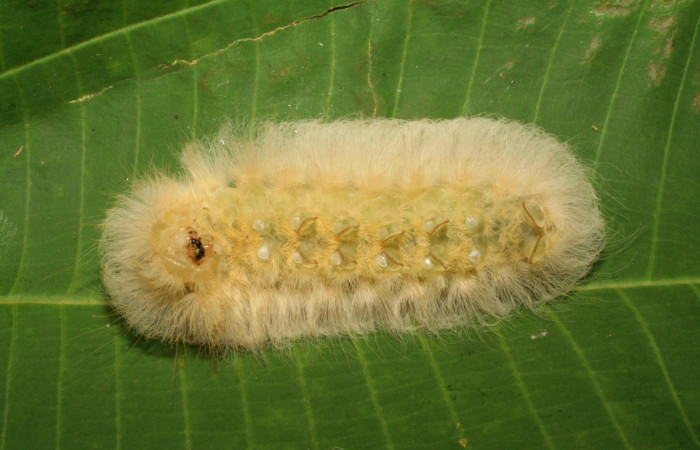 Figura 5. Larva último estadio de <i>Megalopyge hina</i> (Megalopygidae) posición ventral. Sector Pitilla, Pasmompa. Voucher 06-SRNP-33102-DHJ416091.jpg.