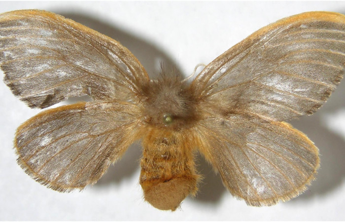 Figura 8. Hembra de <i>Megalopyge hina</i> (Megalopygidae) vista dorsal. Voucher 07-SRNP-35572-DHJ381012.jpg.