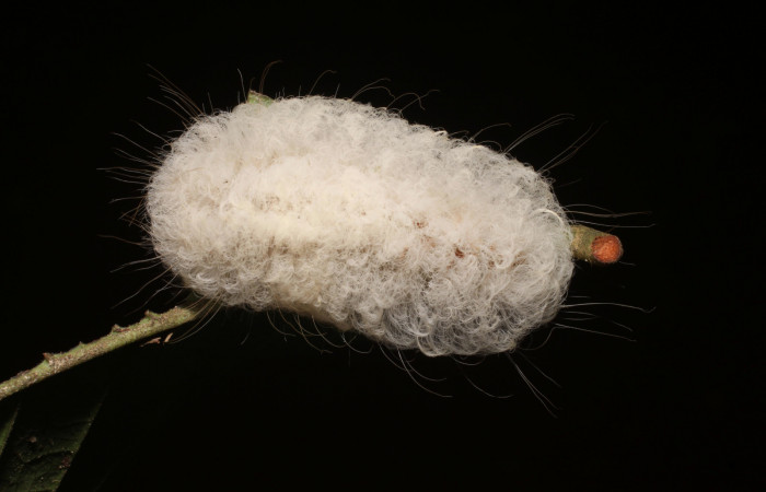 Figura 2. Larva último estadio de <i>Megalopyge hina</i> (Megalopygidae) posición dorsal. Sector San Cristóbal Sendero Carmona. Voucher 19-SRNP-1006-DHJ758604.jpg.