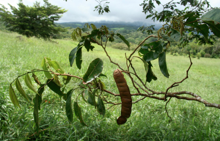 Figura 12. <i>Inga punctata</i> (Fabaceae) Planta hospedera de <i>Megalopyge hina</i> (Megalopygidae). Estación San Cristóbal, Finca San Gabriel. Foto Elda Araya 2013.