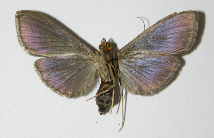 Figura 2. Adulto hembra <i>Phostria metalobalis</i>, (Crambidae), mide 40mm, posición vista ventral. (00-SRNP-16035-DHJ331949.jpg).