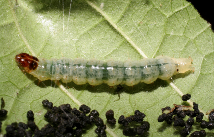 Figura. 7 Larva en último estadio <i>Phostria metalobalis</i>, (Crambidae), posición dorsal alimentándose en <i>Genipa americana</i> (Rubiaceae). Sector Del Oro, Quebrada Trigal, (elevación 290 metros).(07-SRNP-22477-DHJ426536.jpg).