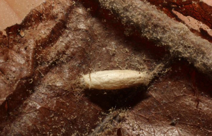 Figura 13. Capullo del parásito <i>Apanteles felixcarmonai</i>, en Phostria metalobalis, (Crambidae), Sector Rincon Rain Forest, Jacobo, (elevación 461 metros). 4 Julio 2012. (12-SRNP-81176-DHJ804368.jpg)