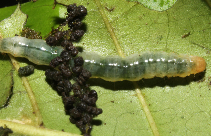 Figura. 14 Larva en último estadio <i>Phostria euagra</i>, (Crambidae), posición dorsal, alimentándose en <i>Chimarrhis parviflora</i> (Rubiaceae). Sector Rincón Rain Forest, Rio Francia Arriba, (elevación 400 metros). (13-SRNP-41180-DHJ707669.jpg).