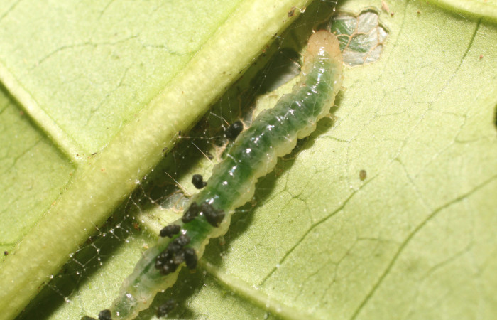 Figura. 3 Larva en tercer estadio <i>Phostria metalobalis</i>, (Crambidae), posición dorsal alimentándose en <i>Genipa americana</i> (Rubiaceae). Sector Rincón Rain Forest, Sendero Selva, (elevación 410 metros).(18-SRNP-80491-DHJ715086.jpg). Foto Anabelle Córdoba 20 Julio 2018.