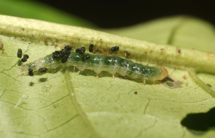 Figura. 4 Larva en tercer estadio <i>Phostria metalobalis</i>, (Crambidae), posición lateral alimentándose en <i>Genipa americana</i> (Rubiaceae). Sector Rincón Rain Forest, Sendero Selva, (elevación 410 metros).(18-SRNP-80491-DHJ715088.jpg). Foto Anabelle Córdoba 20 Julio 2018.