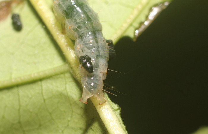 Figura. 9 Larva en último estadio <i>Phostria metalobalis</i>, (Crambidae), posición extremo posterior alimentándose en <i>Genipa americana</i> (Rubiaceae). Sector Rincón Rain Forest, Sendero Selva, (elevación 410 metros). (18-SRNP-80491-DHJ715129.jpg). Foto Anabelle Córdoba 3 Agosto 2018.