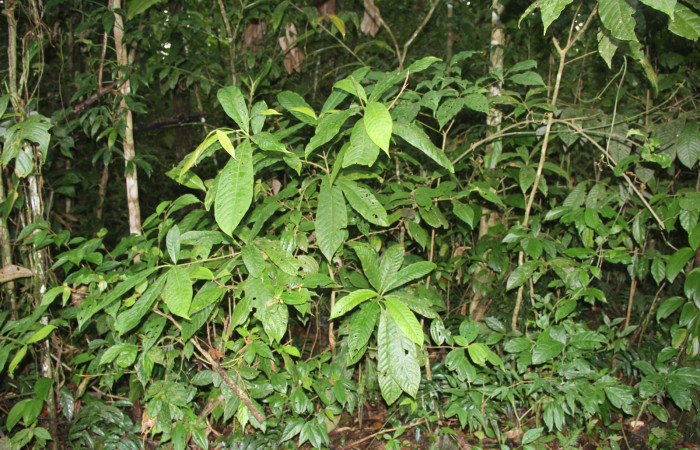 Figura.20 Planta hospedera de <i>Phostria euagra</i> (Crambidae), Planta <i>Chimarrhis parviflora</i> (Rubiaceae).Foto Anabelle Cordoba 25 Octubre 2015.