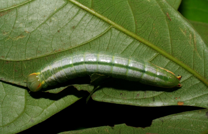  Larva en posición dorsal de <i>Hemiceras zula</i> (Notodontidae), U estadio. Sector Pitilla, Pasmompa. Voucher 07-SRNP-32698-DHJ426964.jpg.