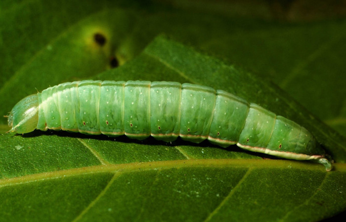 Figura 10. Larva en posición lateral de <i>Hemiceras zul</i>a (Notodontidae), U estadio. Sector San Cristóbal, Rio Blanco Abajo. Voucher 01- SRNP-22983-DHJ67072.jpg