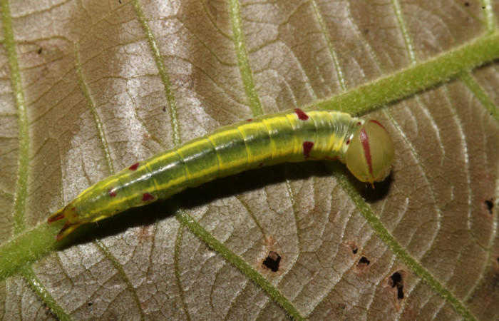 . Larva en posición dorsal de <i>Hemiceras nigrescens</i> (Notodontidae), PPU estadio. Sector Rincon Rain Forest, Rio Francia Arriba. Voucher 13- SRNP-47196-DHJ708523.jpg.