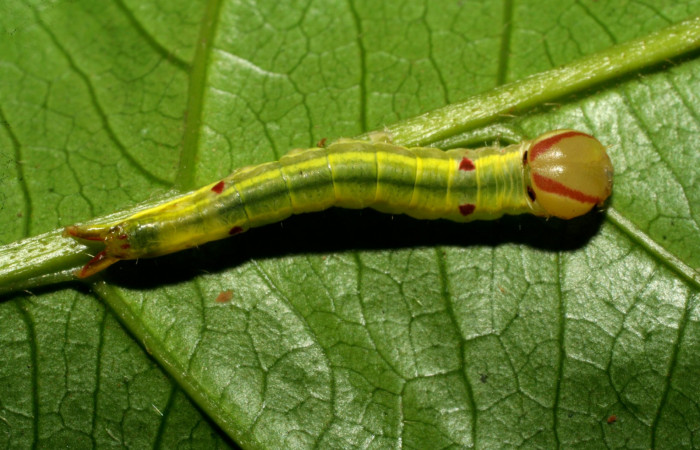 Figura 3. Larva en posición dorsal de <i>Hemiceras zula</i> (Notodontidae), PPU estadio. Sector Pitilla, Amonias. Voucher 07-SRNP-33190-DHJ430136.jpg.