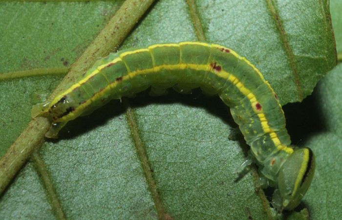 Larva en posición dorsal de <i>Hemiceras zula</i> (Notodontidae), PU estadio. Sector Rincon Rain Forest, Botarrama. Voucher 18-SRNP-45684- DHJ718825.jpg.