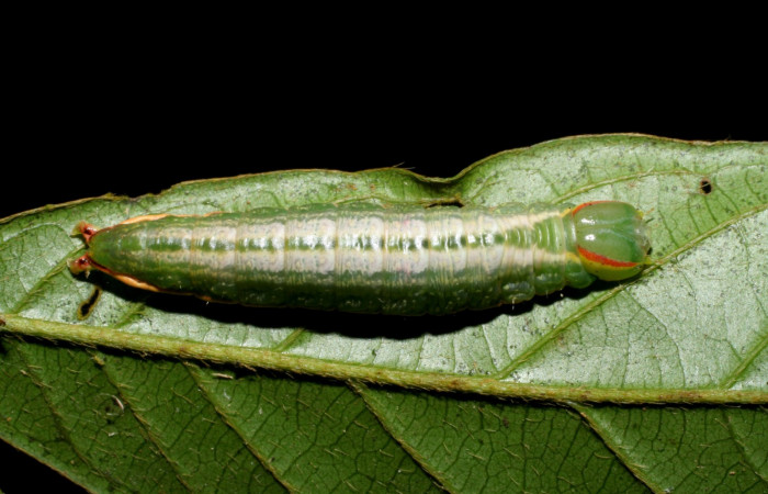  Larva en posición dorsal de <i>Hemiceras zula</i> (Notodontidae), U estadio. Sector San Cristóbal, Quebrada Garcia. Voucher 08-SRNP-128- DHJ437059.jpg.