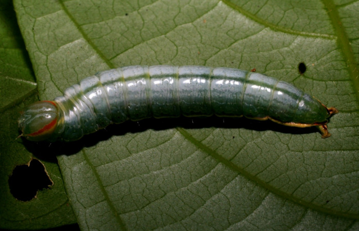  Larva en posición dorsal de <i>Hemiceras zula</i> (Notodontidae), U estadio. Sector Del Oro, Rio Chon. Voucher 07-SRNP-24882-DHJ434236.jpg.