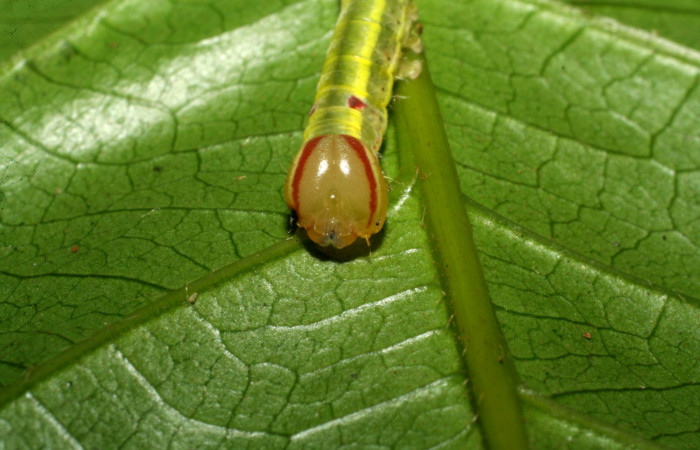 Cabeza en posición frontal de <i>Hemiceras zula</i> (Notodontidae), PPU estadio. Sector Pitilla, Amonias. Voucher 07-SRNP-33190-DHJ430138.jpg.
