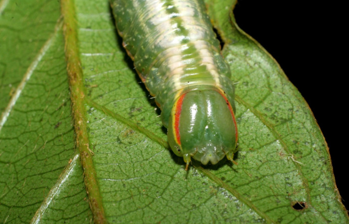 Cabeza en posición frontal de Hemiceras zula</i> (Notodontidae), U estadio. Sector San Cristóbal, Quebrada Garcia. Voucher 08-SRNP-128- DHJ437060.jpg.