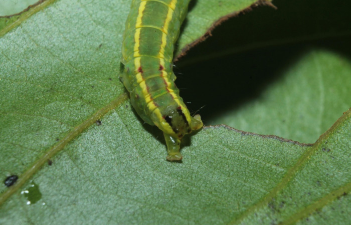 Cola o parte posterior de <i>Hemiceras zula</i> (Notodontidae), PU estadio. Sector Rincon Rain Forest, Botarrama. Voucher 18-SRNP-45684- DHJ718829.jpg.