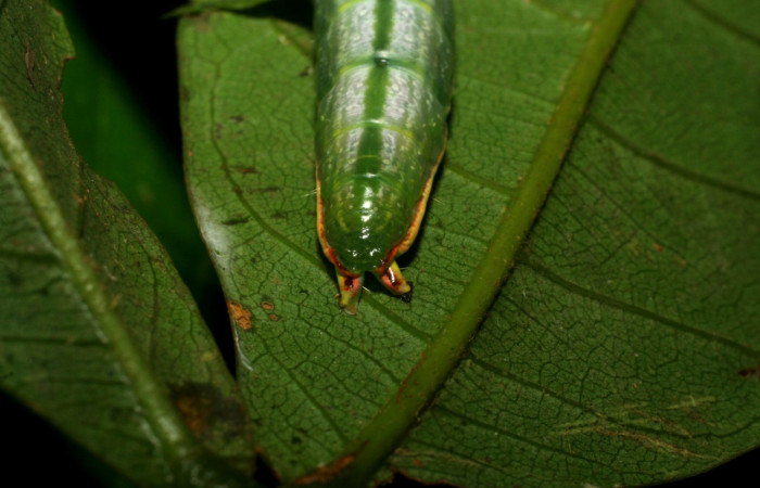 Cola o parte posterior de <i>Hemiceras zula</i> (Notodontidae), U estadio. Sector Pitilla, Pasmompa. Voucher 07-SRNP-32698- DHJ426969.jpg.