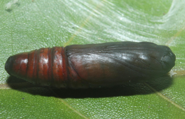Pupa en posición dorsal de <i>Hemiceras zula</i> (Notodontidae). Sector Rincon Rain Forest, Botarrama. Voucher 18-SRNP-45684- DHJ718914.jpg.