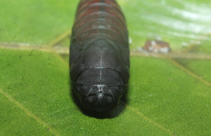 Pupa en posición frontal de <i>Hemiceras zula</i> (Notodontidae). Sector Rincon Rain Forest, Botarrama. Voucher 18-SRNP-45684- DHJ718913.jpg.