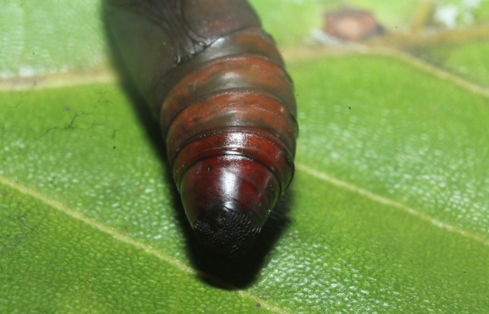 Pupa parte posterior de <i>Hemiceras zula</i> (Notodontidae). Sector Rincon Rain Forest, Botarrama. Voucher 18-SRNP-45684- DHJ718915.jpg.