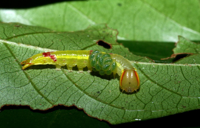 Larvas parásitas <i>Euplectrus xiomarae</i> sobre <i>Hemiceras zula</i> (Notodontidae). Sector
Cacao, Quebrada Otilio. Voucher 07- SRNP-46378-DHJ436875.jpg.